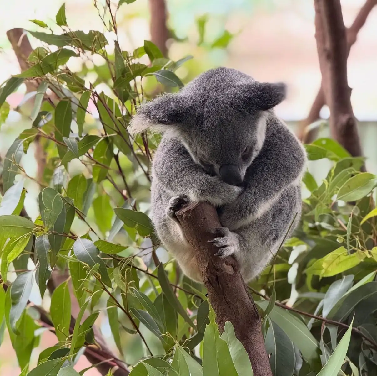 Cochrane SACN | Port Douglas Travel Guide 2026 North Stradbroke Island Day Tour