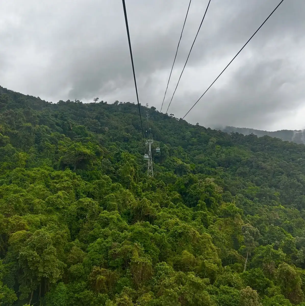 Cochrane SACN | Port Douglas Travel Guide 2026 Rainforest Immersion Without The Tourist Conveyer Belt